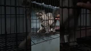 എനിക്ക് ഇക്കിളി ആകുന്നു ചേച്ചീ....#cat#catlover#funny#comedy#shorts#trending#viral#yt