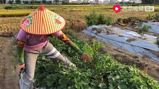 广西云姐：弃职场做农场主，云姐遇难题了，束手无策愁的她只叹气，该怎么办