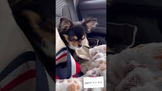 寝落ちする瞬間の犬【癒しチワワ】#shorts #チワワ #寝落ち