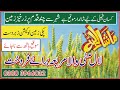 Agriculture Land For Sale | 03003966032 Land  for  sale   Zameen for sale |  cheap  For sale | sasta