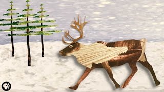 The REAL Rudolph Has Bloody Antlers and Super Vision