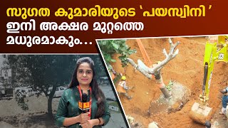 സുഗതകുമാരി നട്ടുവളര്‍ത്തിയ മാവ് ഇനി അടുക്കത്ത് ബയല്‍ സ്‌കൂളില്‍ തളിരിടും