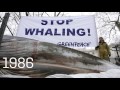 clearly whaling is alive and well despite ban