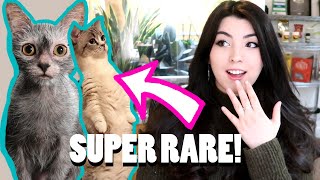 10 RARE Cat Breeds You've Never Heard Of! (Werewolf cat!?)