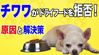 チワワがドライフードを食べないときに試してほしい！考えられる原因と解決策４選【視聴者の疑問】