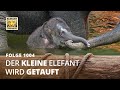 Ein kleines Herbstkind (Folge 1004) | Elefant, Tiger & Co. | MDR