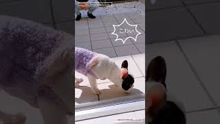 犬は階段を降りれない？　生後4ヶ月犬の散歩　#frenchbulldog　#フレンチブルドッグ　#犬の散歩　#shorts