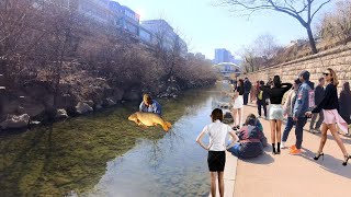 청계천에 기이한 생명체 발견, \