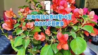 三角梅这么养枝繁叶茂，长出的花苞更多