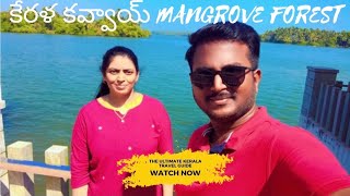 కేరళ కవ్వాయ్ ద్వీపం Mangrove Forest 🌳 #mangrove  #kerala #payyanur #kannur #kavvayibackwater