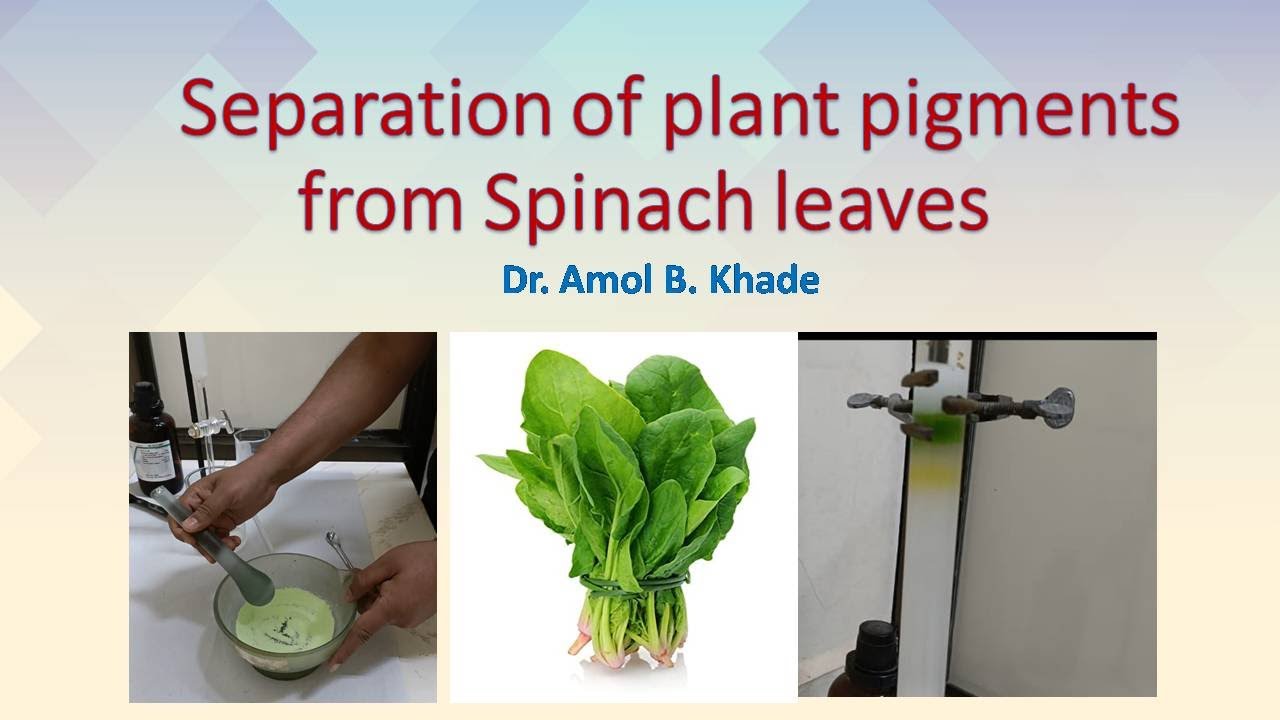 Separation Of Plant Pigments From Spinach Leaves By Column ...