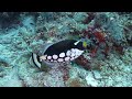 Borneo 2024 - Dive 7 - Sipadan island - Barracuda point