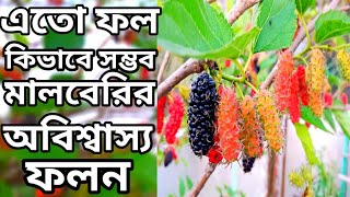 মালবেরি গাছের প্রচুর ফলন।ছাদবাগানের সব থেকে উপযুক্ত বারমাসি বিদেশি ফল।