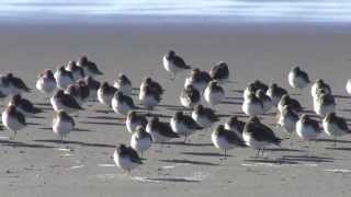 sandpipers and winter surf