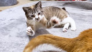 お姉ちゃん猫が尻尾遊びを始めると子供猫もつられて始めちゃいます♥