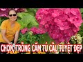 Cách chọn mua và cách trồng, chăm sóc Cẩm Tú Cầu - Hyderangea