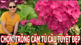 Cách chọn mua và cách trồng, chăm sóc Cẩm Tú Cầu - Hyderangea