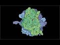 Origins of Life: Introduction - The Central Dogma of Biology - An Introduction | Chris Kempes