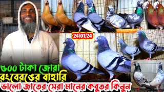 ৫০০ টাকা জোরা করে রানিং কবুতর বিক্রি হবে // হাই কোয়ালিটি দেশি কবুতর কিনুন // সবচেয়ে কম দামে কবুতর