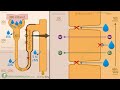 water reabsorption in the renal tubule aquaporin water transport mechanism of water reabsorption