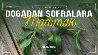 DOĞADAN SOFRALARA! HEM FAYDALI HEM LEZZETLİ : MADIMAK OTU NEDİR? NASIL TÜKETİLİR?