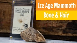 Ice Age Mammoth Bone & Wooly Mastodon Hair - California Geology Archaeology | Out of the Collection