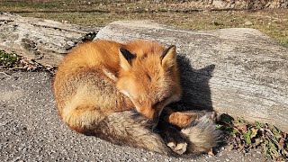 北海道 北きつね牧場 久しぶりに行ってきた。