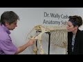 K-State Vet Med VIRTUAL TOUR - Meet Our Anatomy Faculty!