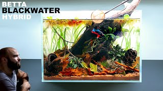 Betta Blackwater Hybrid Tank: Planted & Botanicals (Low Tech, No Filter, Aquascape Tutorial)