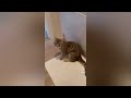 funny cat videos brighten up your day 2025