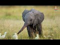 Elephant | WILD ANIMALS | Learn Wild Animals Sounds and Names For Children, Kids And Toddlers