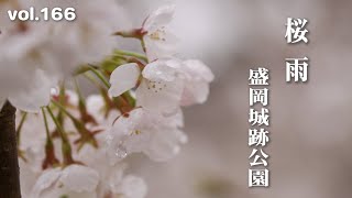 【2023桜ハンター】桜雨 盛岡城跡公園【雨に濡れる満開の桜たち】