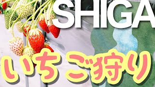 竜王町でいちご狩り