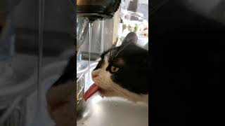 元のら猫の癖のある飲み方【#shorts】