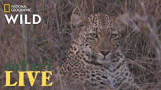 Safari Live - Day 216 | Nat Geo Wild