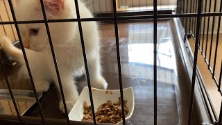 子猫の朝ご飯とグルーミングの流れ【ふわふわラガマフィン子猫てら丸社長】Flow of kitten breakfast and grooming