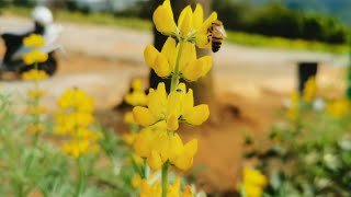 （meidaiziyu 龍潭行）2020年桃園龍潭魯冰花