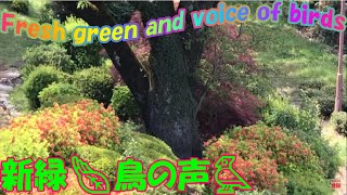 新緑🍃鳥の声🐦～Fresh green and voice of birds