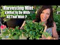 How to Harvest/Prune Mint & What to Do With All That Mint?🌱