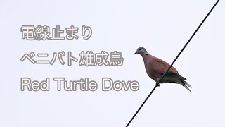 【電線止まり】ベニバト雄成鳥 Red Turtle Dove