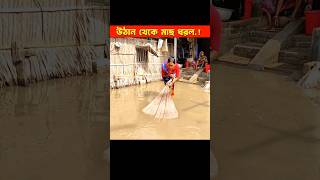 উঠানের সামনে থেকে ঝাঁকি জাল দিয়ে মাছ ধরল। #shortvideo #fishing #shorts