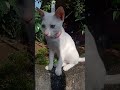 എന്താടാ എവിടെ നിക്കുന്നെ ബില്ലുപ്പ cute funny catbehavior petbehavior cutecat mycat catlover