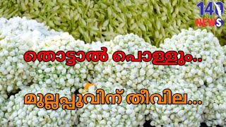 വില കേട്ടാൽ ഞെട്ടും.. പൊന്നിന്റെ വിലയുമായി മുല്ലപ്പൂ...Jasmine| flower rate| kerala|