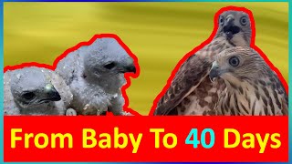 Growth of Baby Shikra | From Chick to 40 Days old