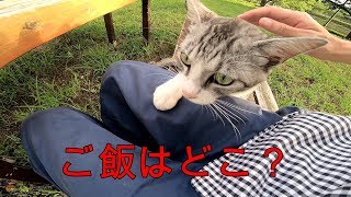 おしゃべり猫のこむぎちゃんがカバンの中のおにぎりを狙っていたのでモフモフで応戦。【地域猫】【野良猫】