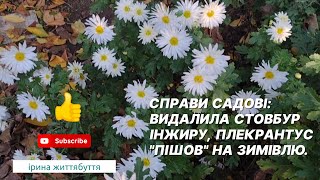 Садові справи:  видалила стовбур інжиру,  плекрантус \