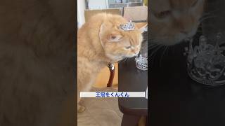 くぅ姫のひととき #猫 #cat #ラガマフィン