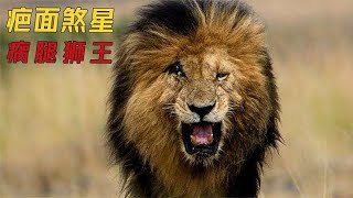 非洲草原的传奇狮王，一生击败无数入侵者，却是惨字收尾 | Lion