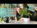 Potting up a crawling Philodendron #tutorial