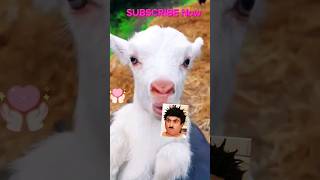 Cute baby goat funny video🤠🤩🥳 #shorts#short#jethalal#funny#cute #viralvideo #bakri#trending#animals